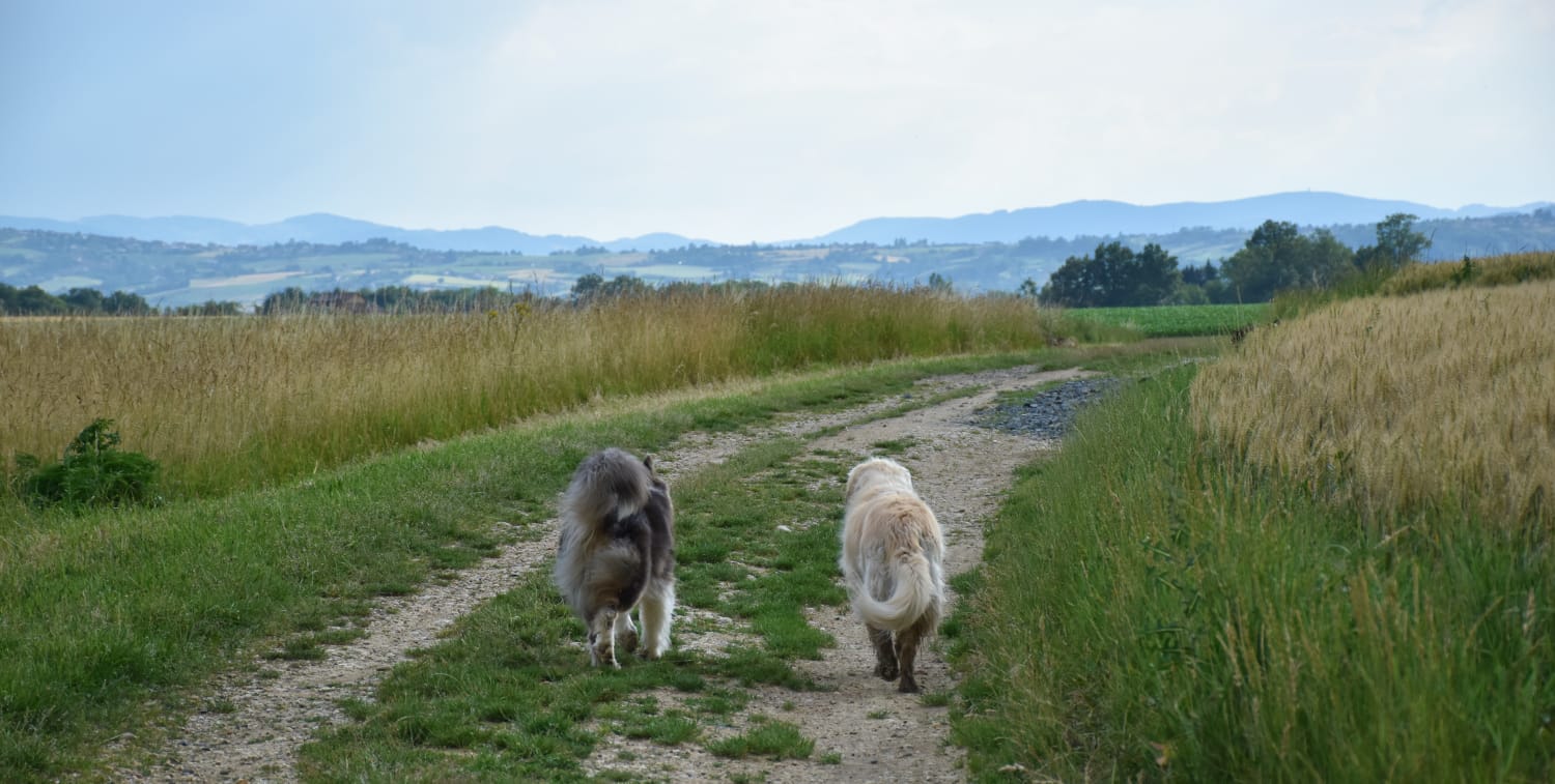 balade collective chiens